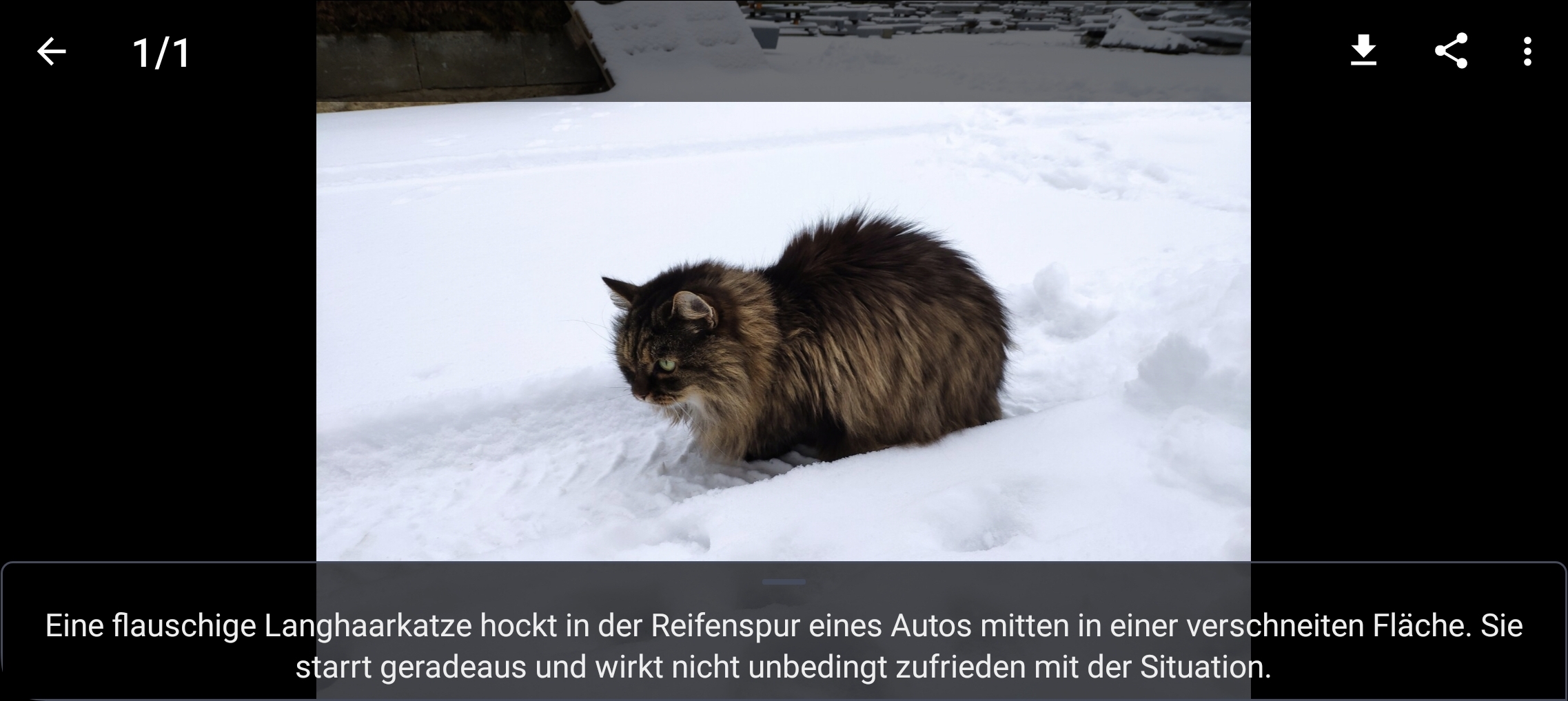 Das Foto aus dem Post mit der Unterschrift 'Eine flauschige Langhaarkatze hockt in der Reifenspur eines Autos
          mitten in einer verschneiten Fläche. Sie starrt geradeaus und wirkt
          nicht unbedingt zufrieden mit der Situation.'